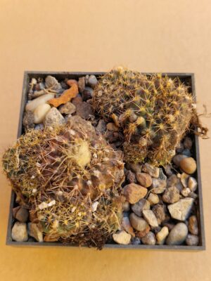 Frailea concepcionensis
