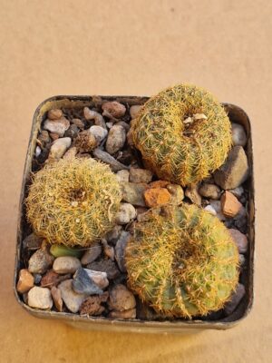 Frailea pygmaea v auricantha