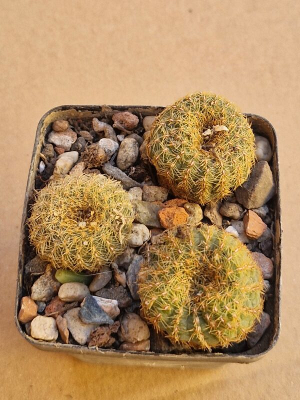 Frailea pygmaea v auricantha