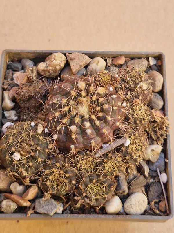 Frailea concepcionensis