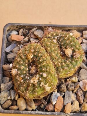 Frailea knipeliana