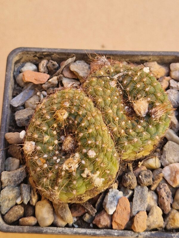Frailea knipeliana