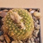 Frailea knippeliana