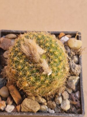 Frailea knippeliana