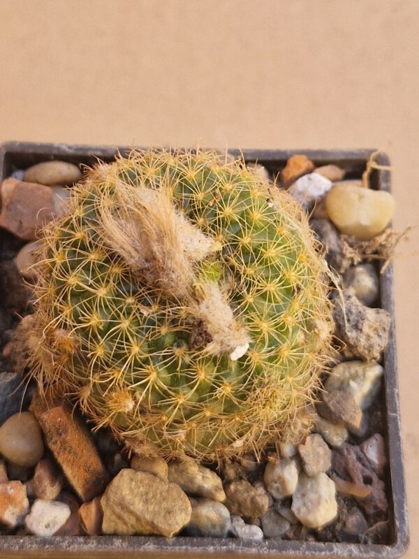 Frailea knippeliana