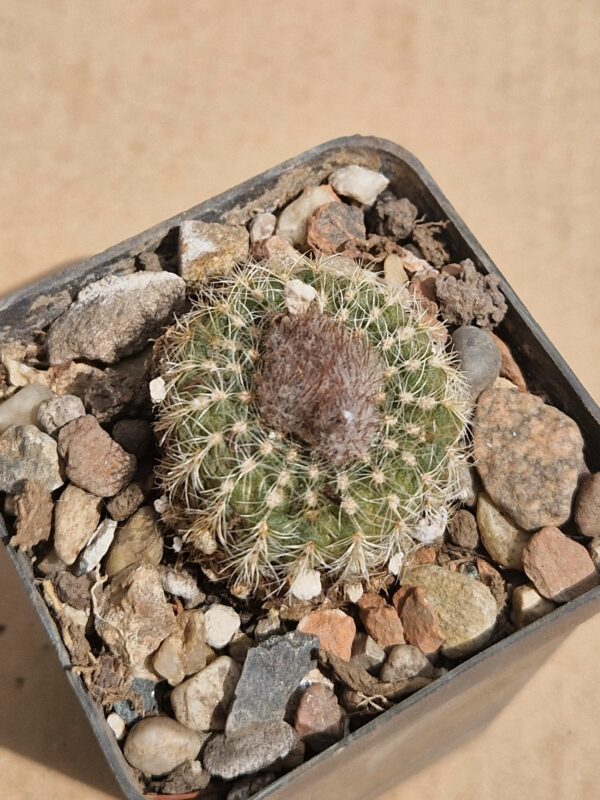 Frailea curvispina
