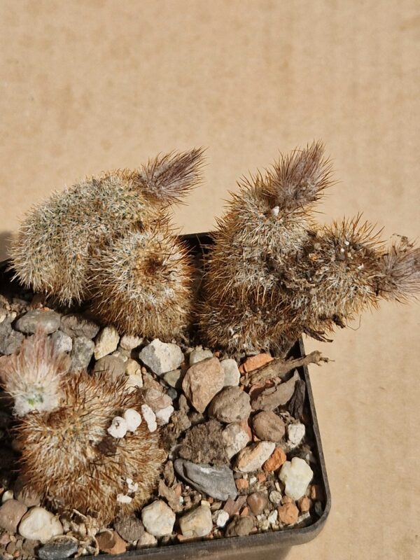 Frailea horstii