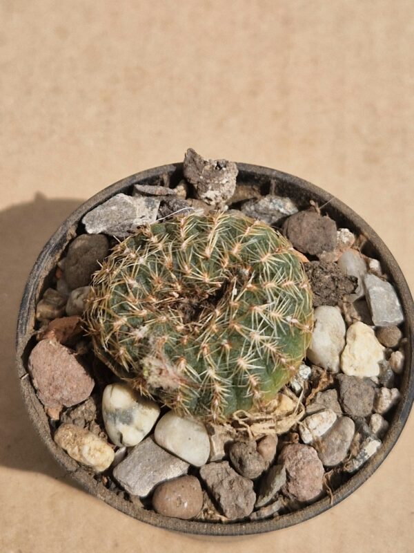 Frailea pygmaea v minanensis
