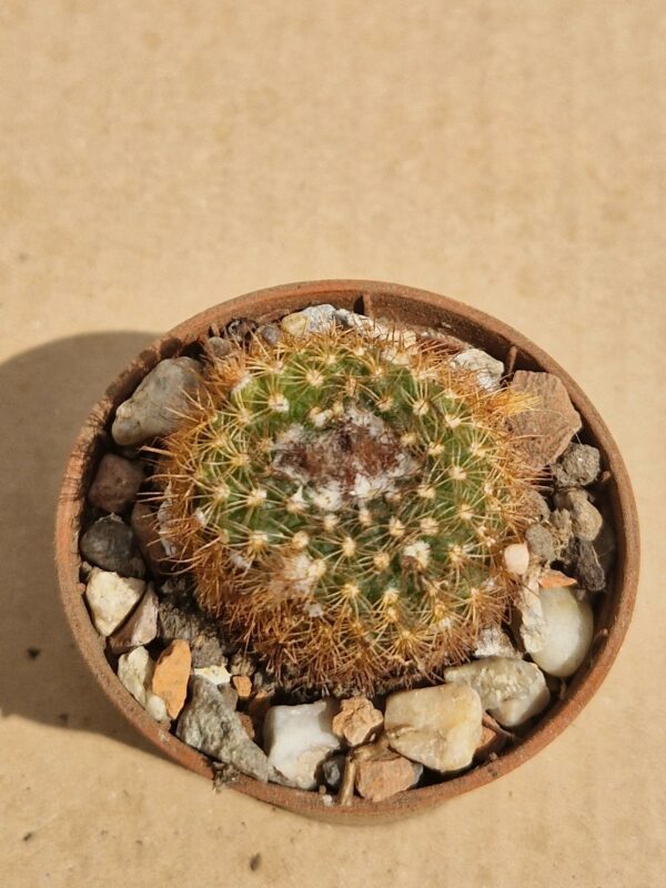 Frailea pumila v rubrispina