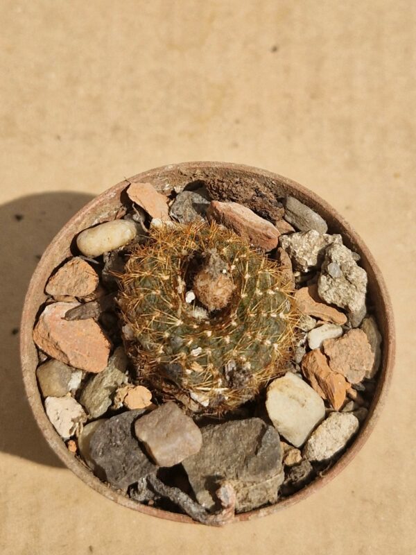 Frailea miguella