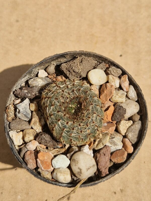Frailea pygmaea v glauca