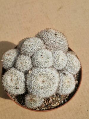 Mammillaria ignota