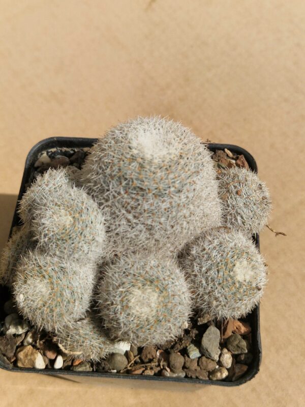 Mammillaria ignota