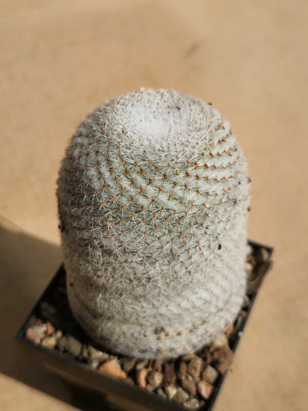 Mammillaria lanata
