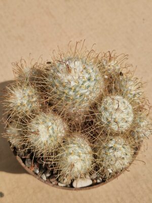 Mammillaria bombycina