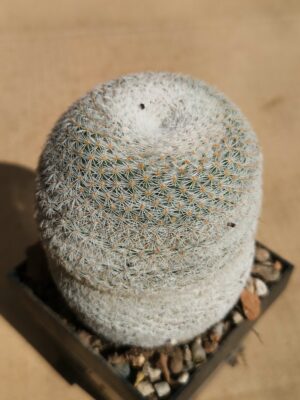 Mammillaria albilanata