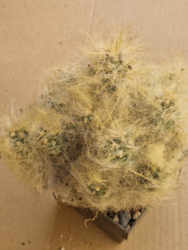 Tephrocactus lagopus