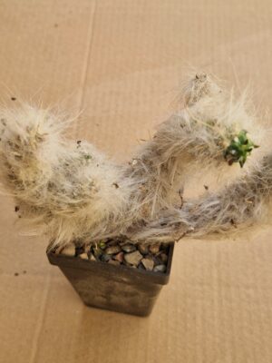 20260508_161339 Tephrocactus lagopus
