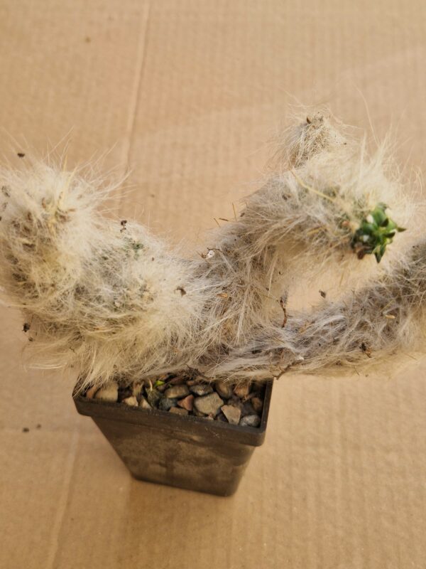 Tephrocactus lagopus