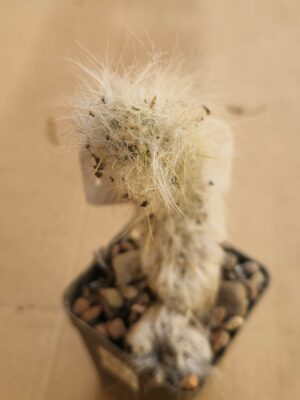 20260508_161357 Tephrocactus lagopus