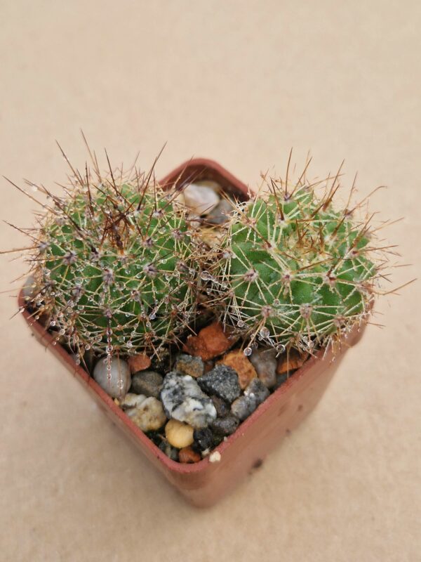 Acanthocalycium klimpelianum