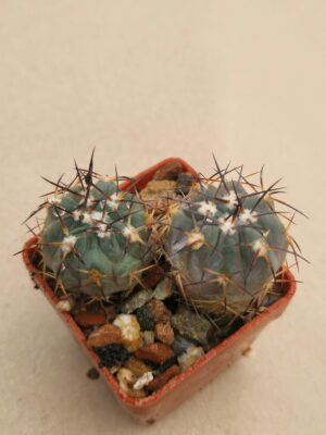 Acanthoclycium glaucum