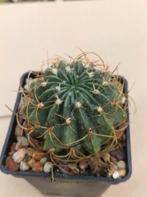 Lobivia tegeleriana v oyonica