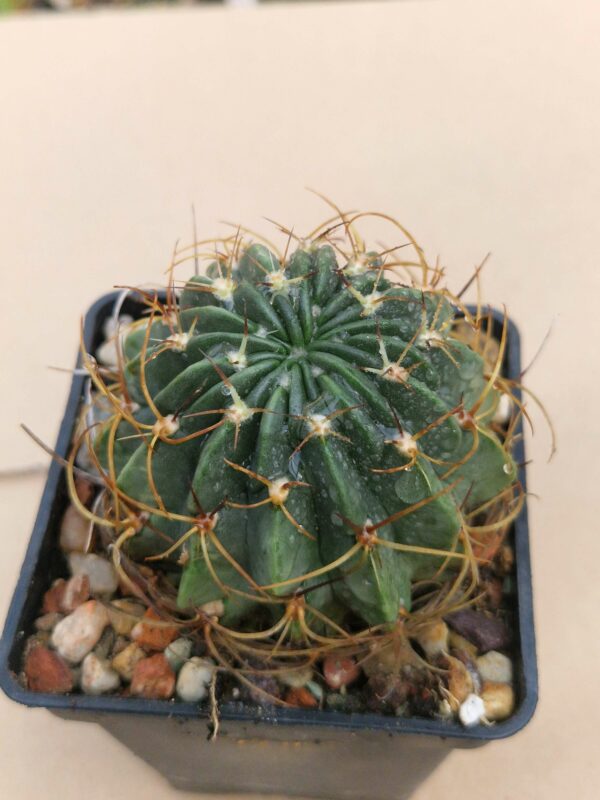 Lobivia tegeleriana v oyonica