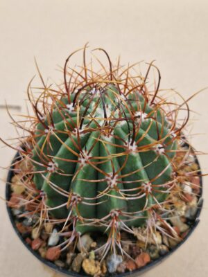 Echinopsis leucacanthus