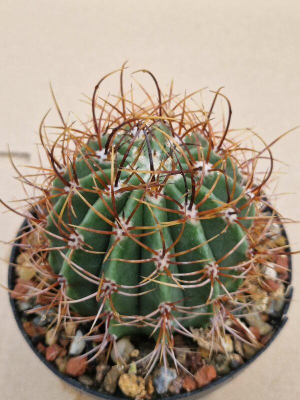Echinopsis leucacanthus