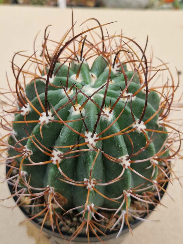 Echinopsis leucacanthus