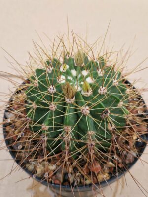 Acanthocalycium violaceum