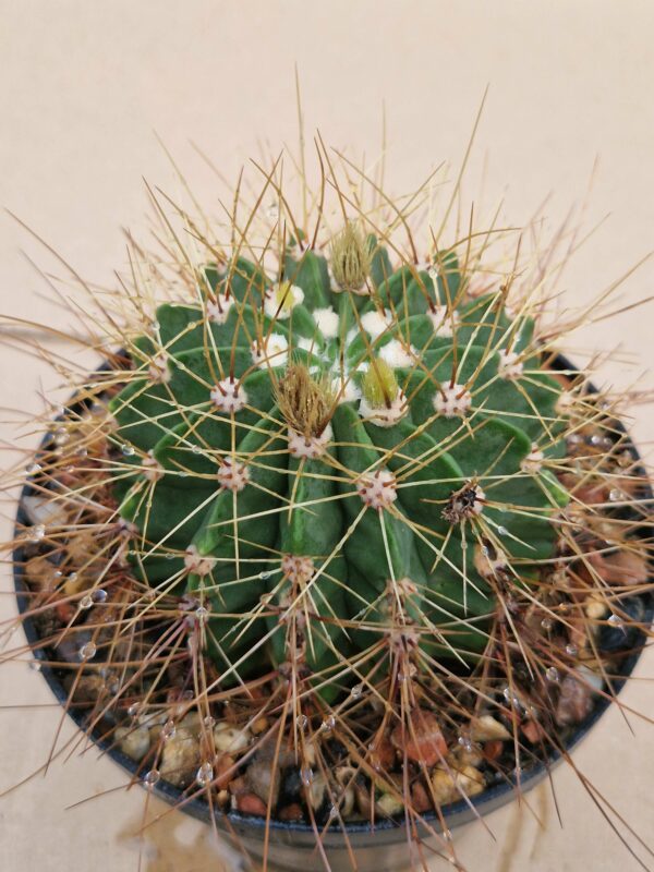 Acanthocalycium violaceum