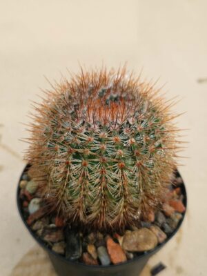 Notocactus schllosserii