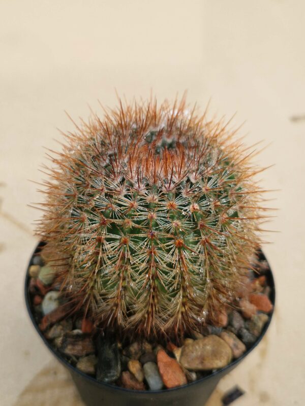 Notocactus schllosserii