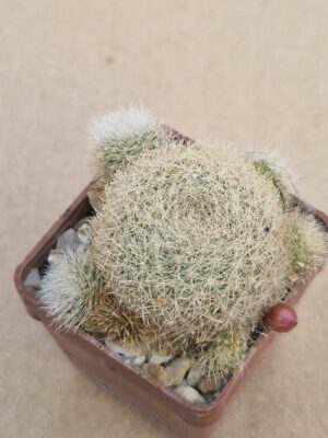 20260508_174630 Aylostera sp.
