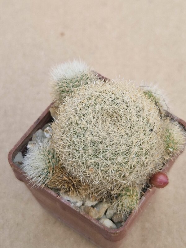Aylostera sp.