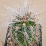 Oreocereus celsianus