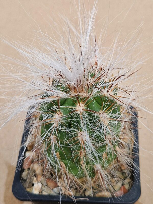 Oreocereus celsianus