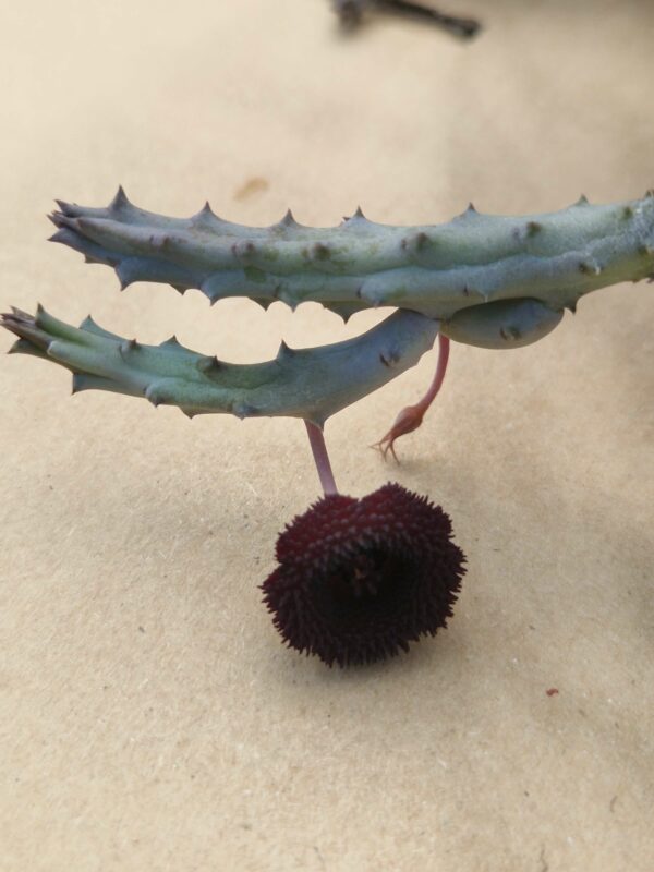 Huernia pendurata