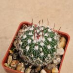 Echinofossulocactus sp Bermejlo