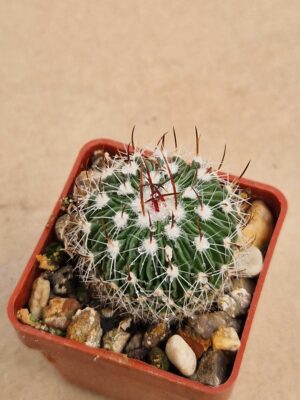 20260509_150035 Echinofossulocactus sp Bermejlo