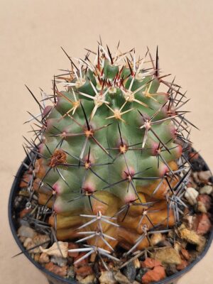 20260509_150109 Echinocereus hempelii