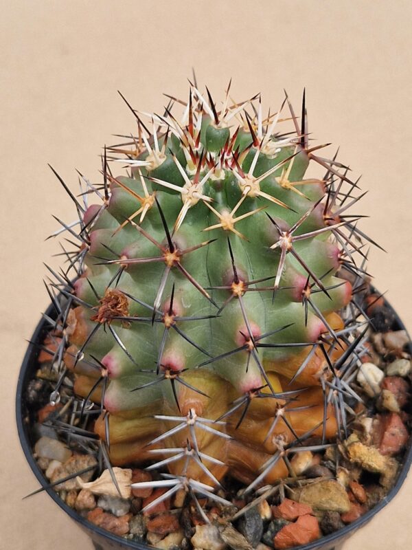 Echinocereus hempelii