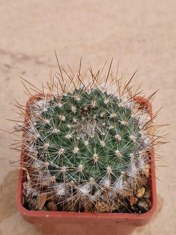 Aylostera cintiensis