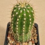 Trichocereus sp