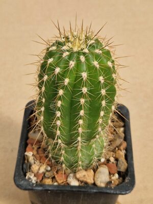 Trichocereus sp