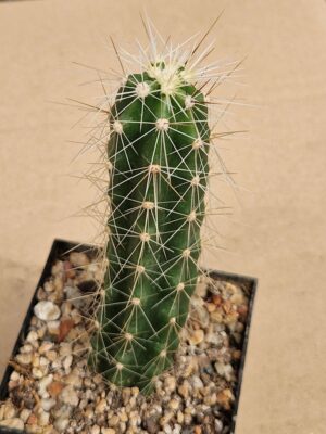 20260509_151011 (1) Echinocereus pentalophus