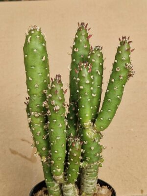 Opuntia subulata