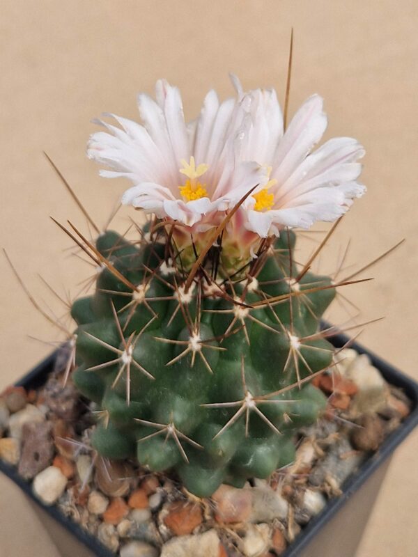 Thelocactus krainzianus